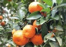柑.jpg